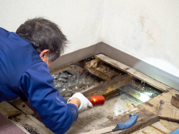 Best Home Mold Removal  in Robinhood, MS