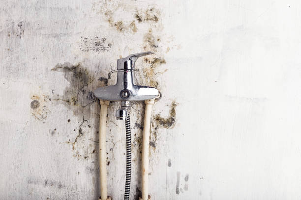 Office Mold Removal Services in Robinhood, MS
