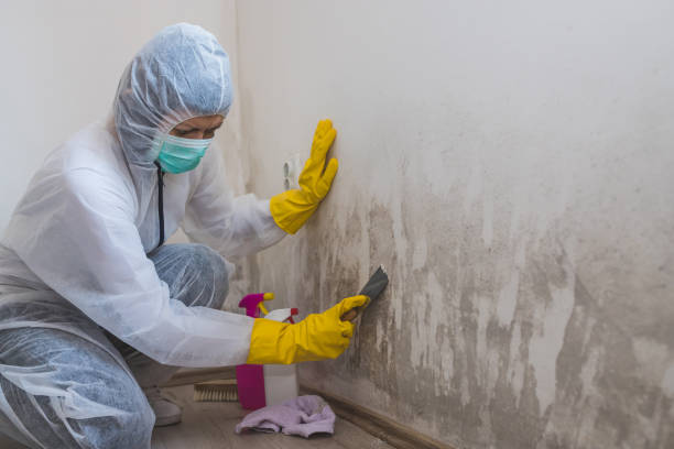 Best Emergency Mold Removal  in Robinhood, MS