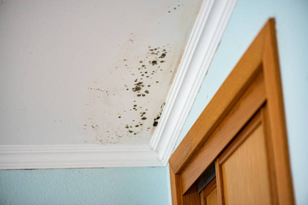 Professional Mold Removal in Robinhood, MS