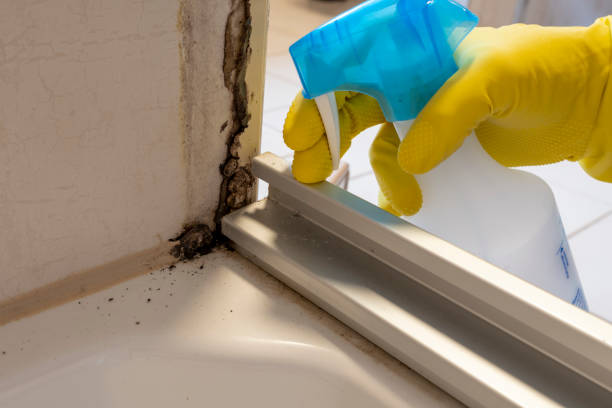 Office Mold Removal Services in Robinhood, MS
