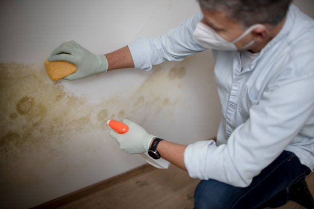 Best Black Mold Removal  in Robinhood, MS