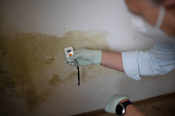 Best Office Mold Removal Services  in Robinhood, MS