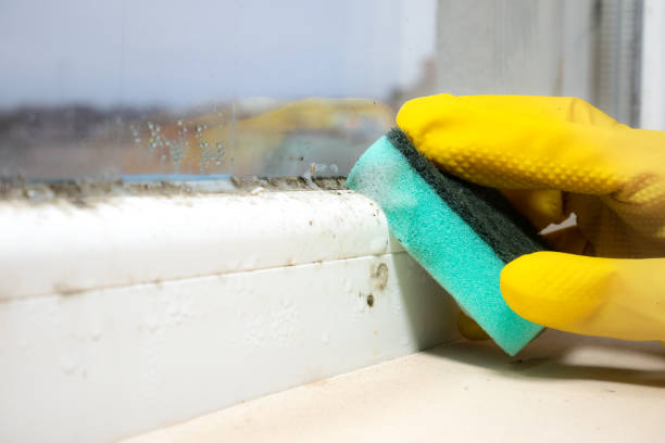 Mold Removal and Inspection in Robinhood, MS