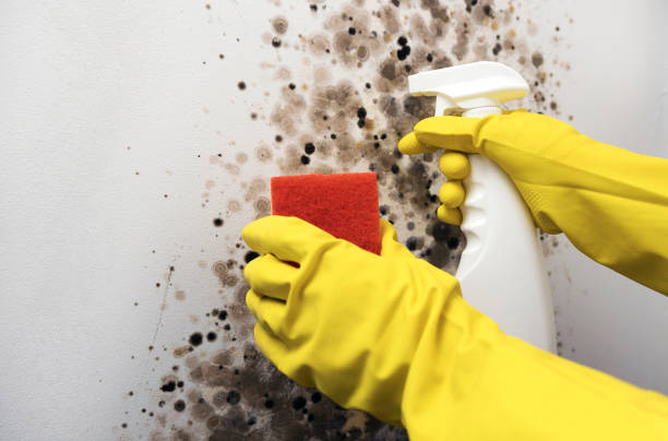 Best Same-Day Mold Removal  in Robinhood, MS