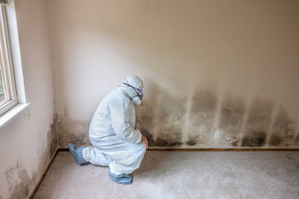 Best Mold Cleaning Services  in Robinhood, MS