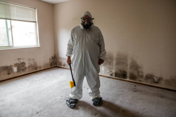Best Home Mold Removal  in Robinhood, MS