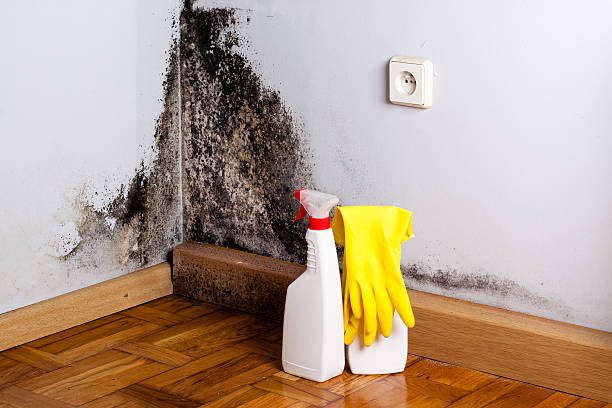 Reliable Robinhood, MS Mold Removal Solutions