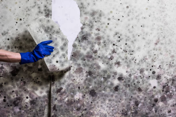 Attic Mold Removal in Robinhood, MS