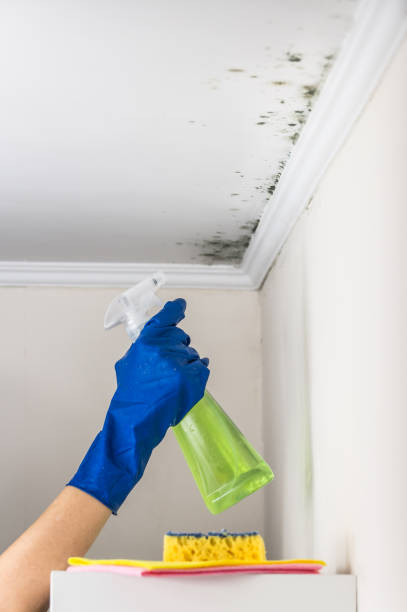 Best Same-Day Mold Removal  in Robinhood, MS